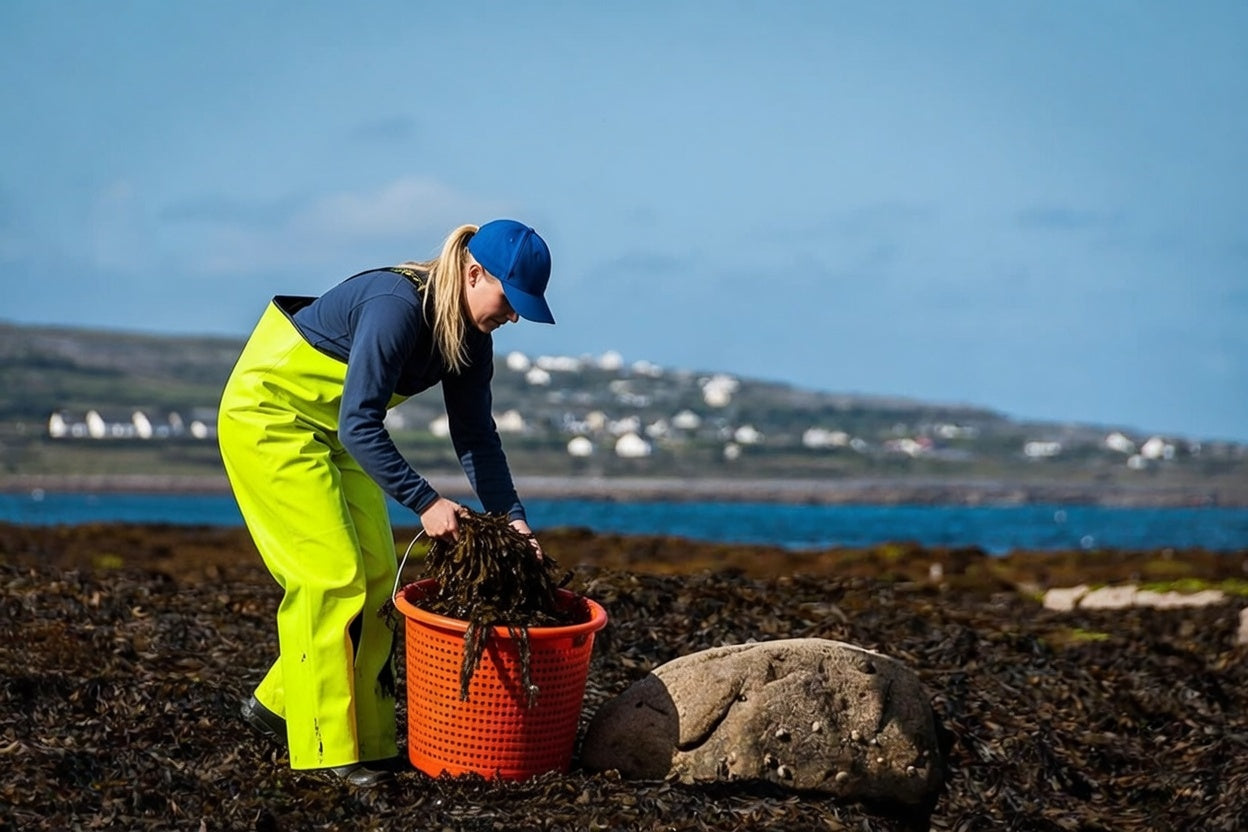 Wild Irish Moss from the Atlantic Coast of Ireland